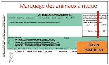 Marquage des animaux risque sur ASDA