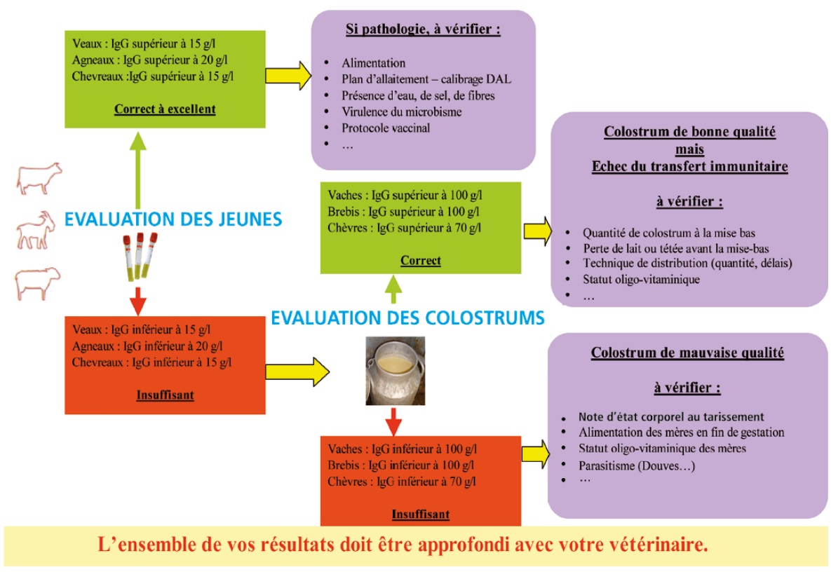 Transfert immunitaire