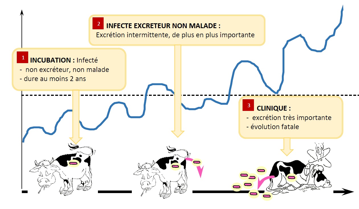 Trois phases de la paratuberculose 